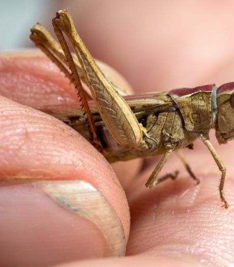 Insectendoder gevaarlijk voor mens, bedrijf uit Den Bosch waarschuwt consumenten