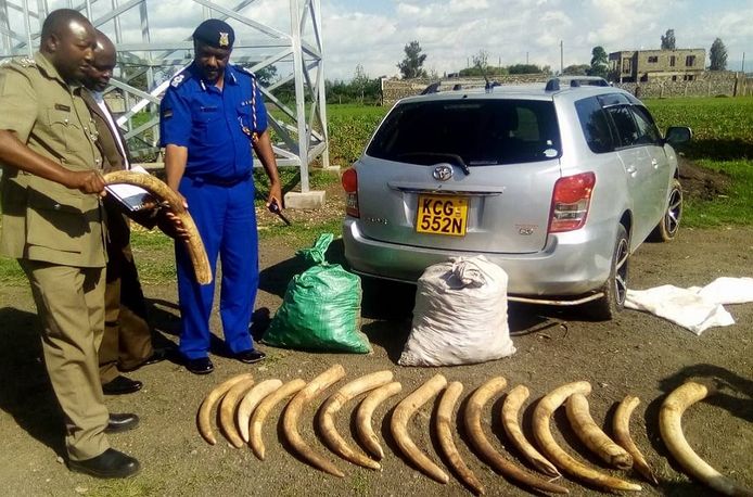 Olifantenslagtanden gevonden in Kenia.