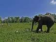Olifanten vertrappelen dorpelingen in Nepal