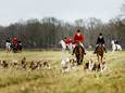 De Veluwe Hunt hield zaterdagmiddag een slipjacht rondom Riel. De honden volgden het geurspoor van een vos.