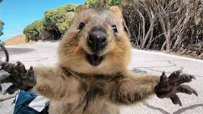 Foto waar je blij van wordt: schattige quokka verwelkomt toerist met open armen