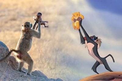 Trotse apenmoeder speelt legendarische scène uit Disney's De Leeuwenkoning na