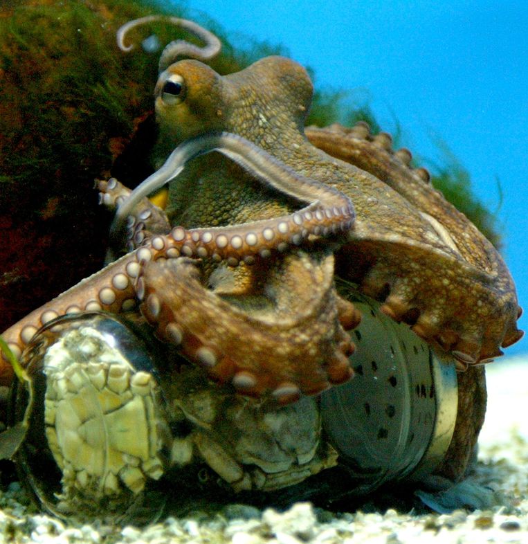 Octopussen zijn erg slim en kunnen bijvoorbeeld zelf een pot opendraaien.