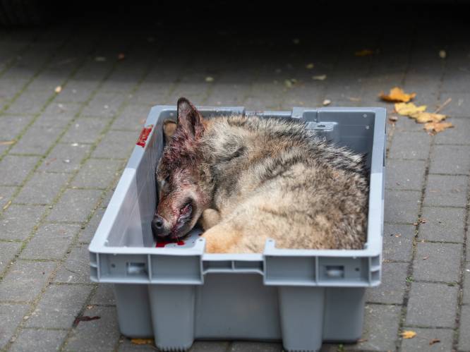 Is Vlaanderen wel geschikt voor de wolf? “We worden wolvenkerkhof van Europa, het gevolg van decennialang slecht natuurbeleid”