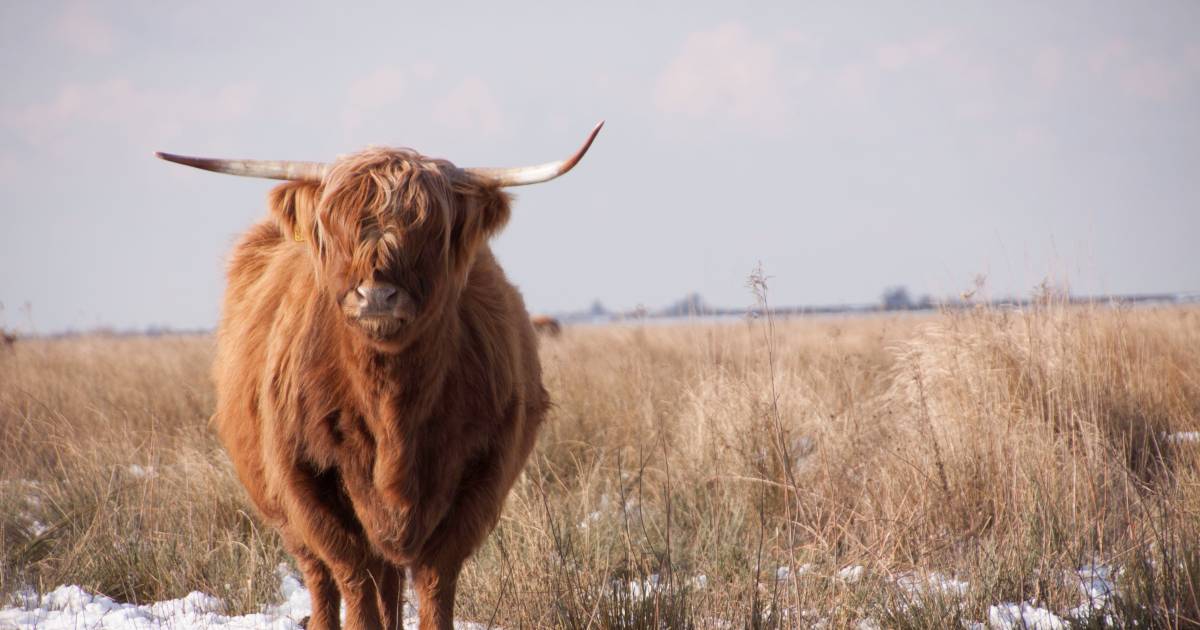 Eerste sneeuw valt in Limburg, steenkoude dagen in het verschiet