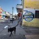 Curaçao kiest een nieuwe regering: ‘We moeten verder met Nederland’