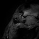 Onverwacht babynieuws uit diergaarde Blijdorp: gorilla geboren