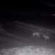 ▶ Bewijs dat August en Noëlla elkaar gevonden hebben: wolven samen gefilmd