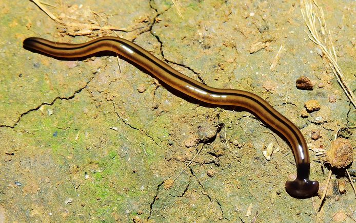 Een foto van een platworm die werd waargenomen door een bioloog  en werd gepubliceerd in een recente studie
