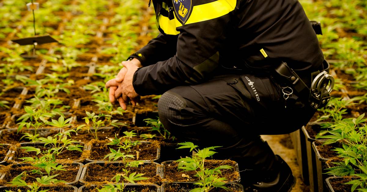 Hennepzaak Dreumel en Zaltbommel: werken en betalen, maar niet de cel in - De Gelderlander