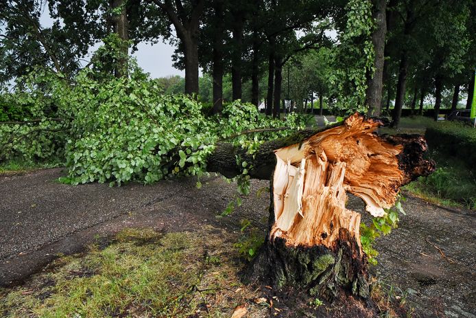In Oisterwijk viel een boom om.
