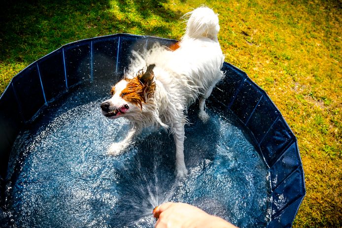 Een hond speelt met water in een zwembadje.