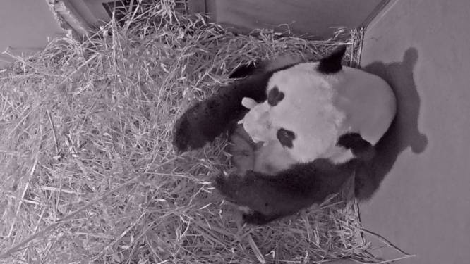 Pandababy spartelt, drinkt en lijkt al te groeien in Ouwehands Dierenpark