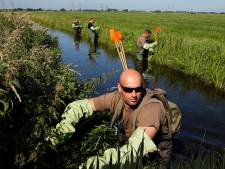 Waterschappen verlengen samenwerking om ‘schadeveroorzakers’ zoals de muskusrat te bestrijden