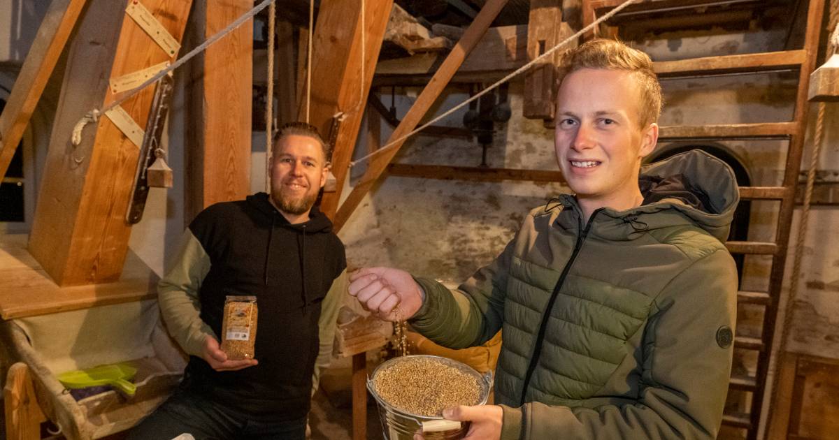 Zeeuwse Vlegel-pareltarwe wordt nog ambachtelijk door Jasper gepeld
