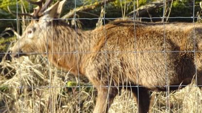 Boswachter bedreigd wegens ondervoede dieren, vrijwilligers plannen bijvoer-actie