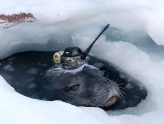 Zeehonden dragen helmpjes voor onderzoek op Antarctica