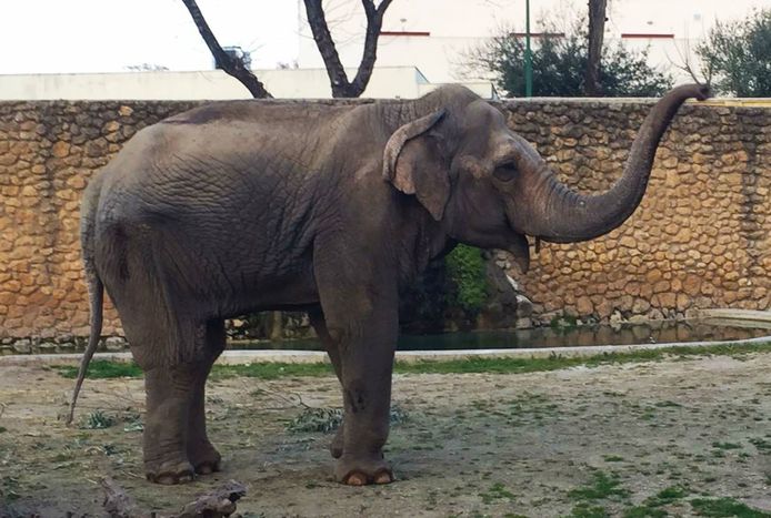 Flavia, de "droevigste olifant ter wereld".