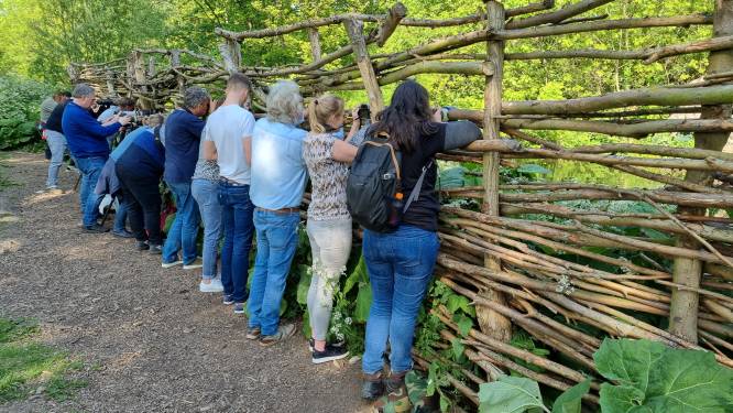 Nieuwe kijkwand om ijsvogels bij de Poldervaart te spotten: ‘Tijdens broedseizoen heb je de meeste kans’