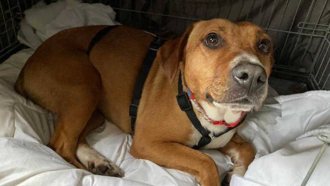 Eind goed al goed: hondje Paloma na zwerftocht terug bij baasje in Hierden