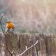 Welke vogels bezoeken jouw tuin?