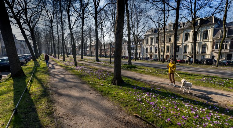 Utrecht gaat de donkere kant van de Maliebaan toelichten op informatieborden. Beeld Werry Crone