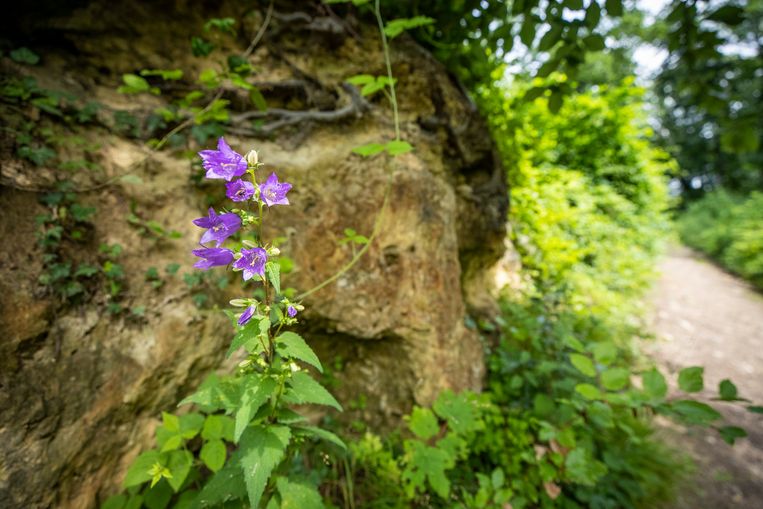  Een ruig klokje (Campanula trachelium) groeit in het Savelsbos. Beeld Laurens Eggen