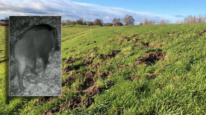 Een wild zwijn vernielt de IJsseldijk onder Zwolle. Het Waterschap is geschrokken.