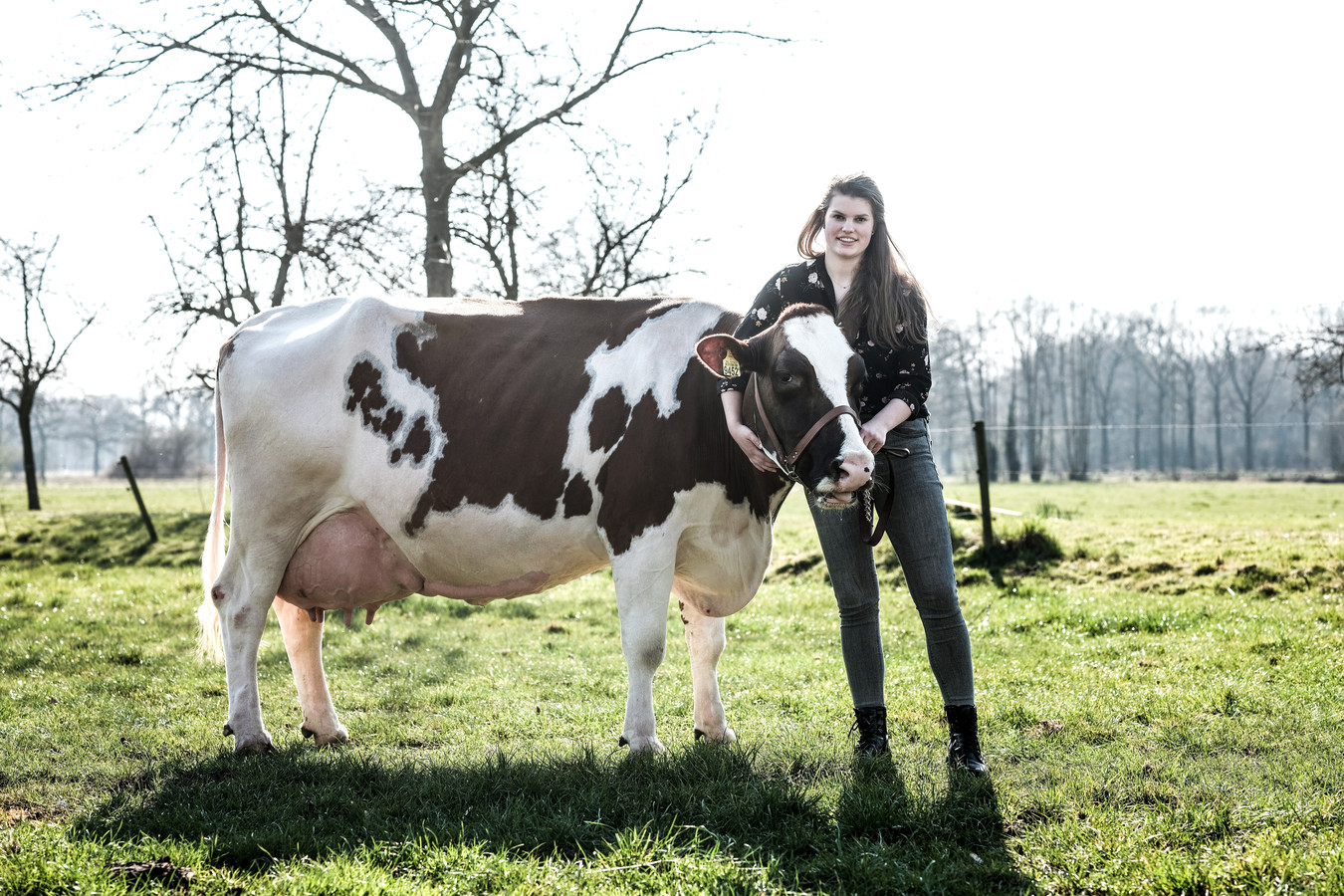 Doetinchemse Sanne 86 verkozen tot beste MRIJ-koe van Nederland ...