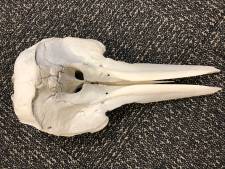 Douane vindt tijdens controle schedel van dolfijn in tas op Amerikaanse luchthaven 