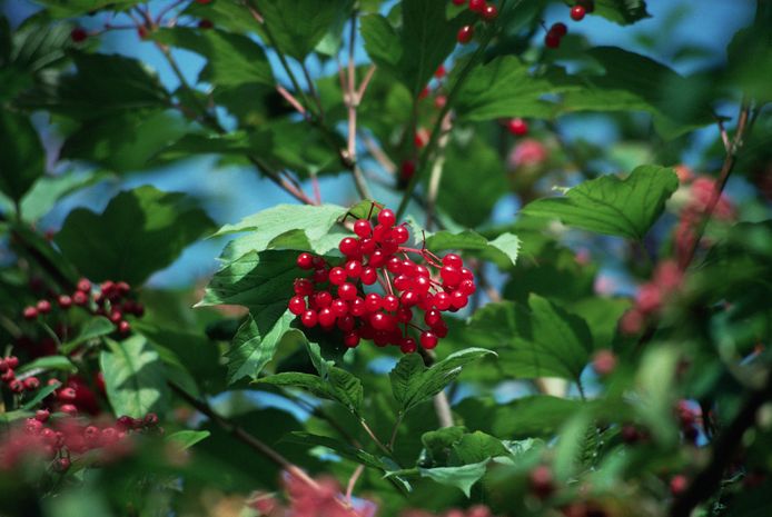 Bright red fruits of a guelder rose (Viburnum opulus). Norfolk, 1993.