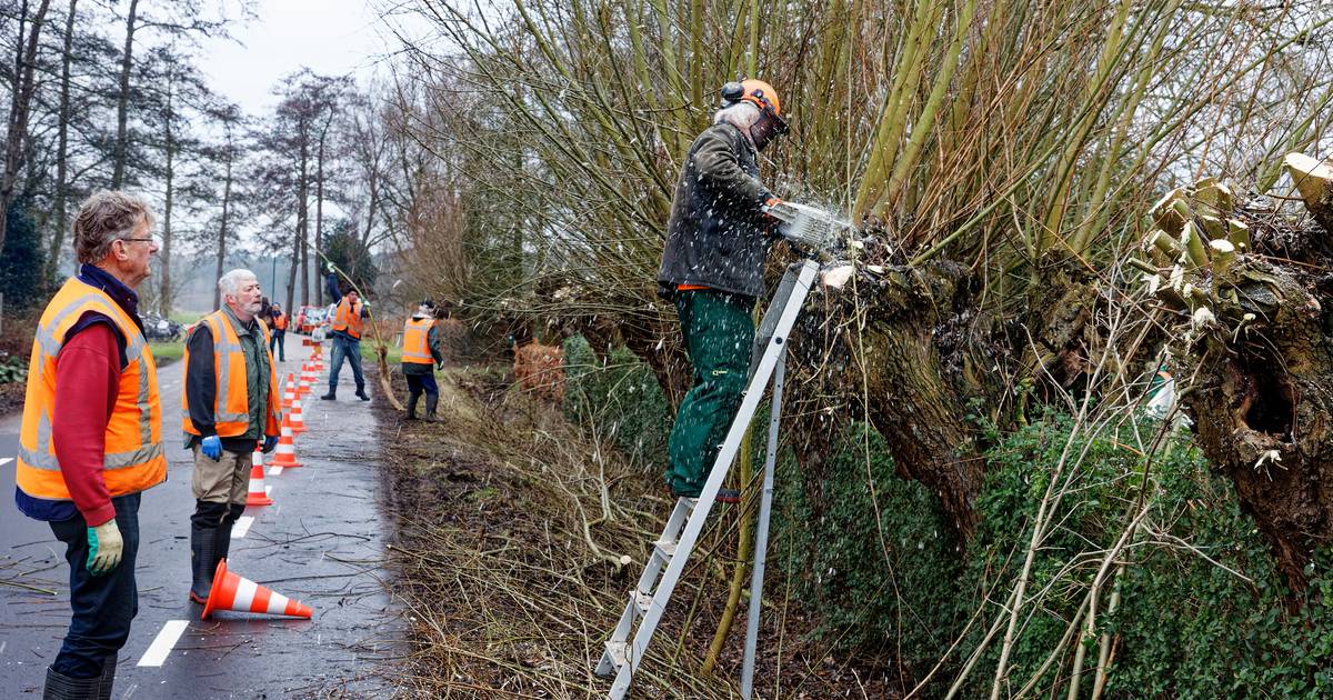 Corona was een spelbreker, maar wilgen knotten in Lennisheuvel kan weer gewoon