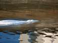 Witte dolfijn die in de Seine zwom is uit het water gehaald