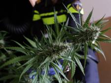 Was de hennep medicinaal of niet? Sprang-Capellenaar vecht sluiting woning aan