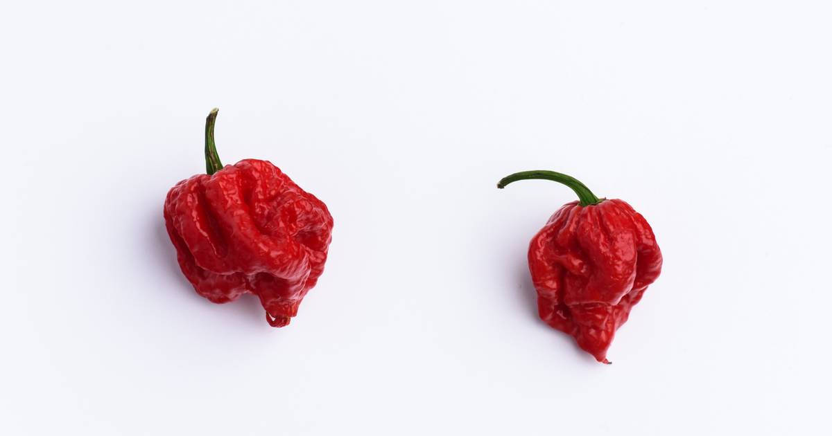 Piment Le Plus Fort Du Monde 2020 L'effet inattendu du piment le plus fort du monde | Manger | 7sur7.be