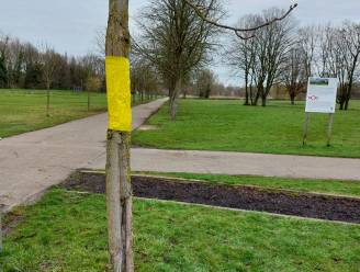Tongeren gaat voor ecologische bestrijding van paardenkastanjemineermot 