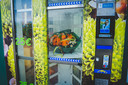 automaten in Gent, chocoladeautomaat, bloemenautomaat en automaat voor gezonde voeding