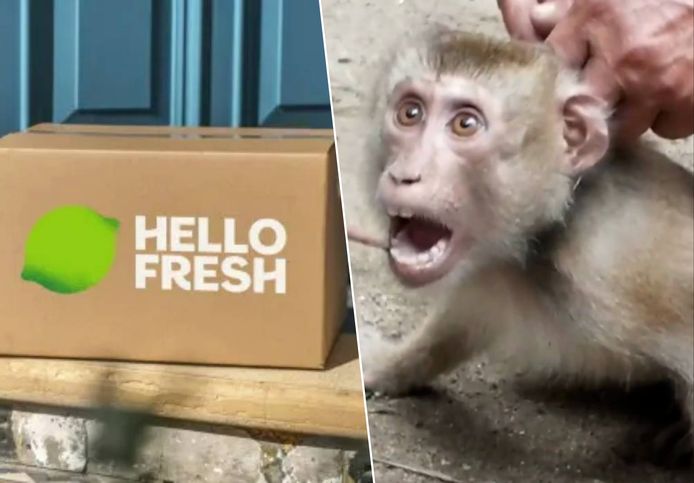 PETA campaign against Thai forced labor of monkeys (photo collage: HLN)