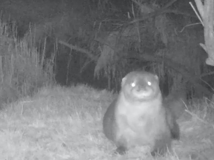 Wildcamera filmt otter in de Biesbosch