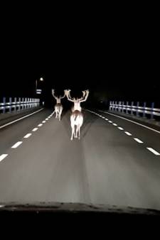 Plotseling duiken drie herten op voor de koplampen van Cjacco: ‘Dit is waarom ik rustig rij op de Veluwe’