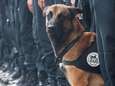 Diesel, la chienne morte en héroïne pour la France
