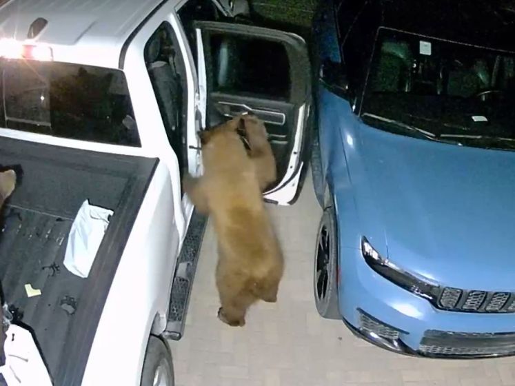 Deux ours affamés fouillent des véhicules en Californie