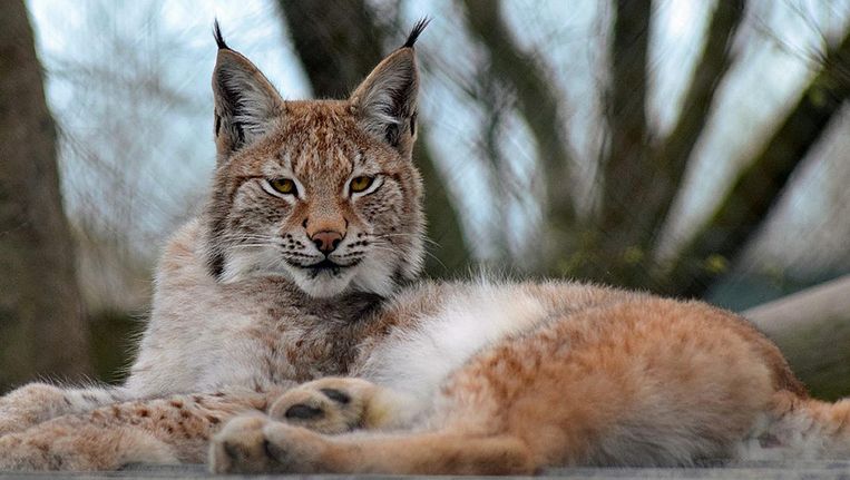 Lillith de lynx. Beeld Borth Wild Animal Kingdom/PA