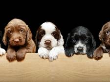 Hoe groeit een puppy op? ‘Ze zetten overal hun tanden in, ook in hun broers en zussen’