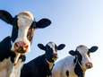 La Nouvelle-Zélande veut taxer... les pets de vaches