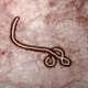 Wetenschappers waarschuwen: "Ebolavirus muteert"