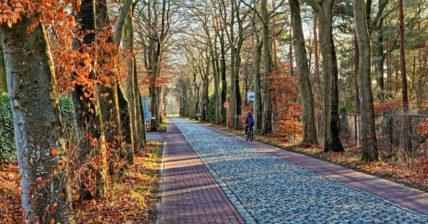 Raad ruziet over bomenkap aan laantje Molenschot | Oosterhout - BN DeStem