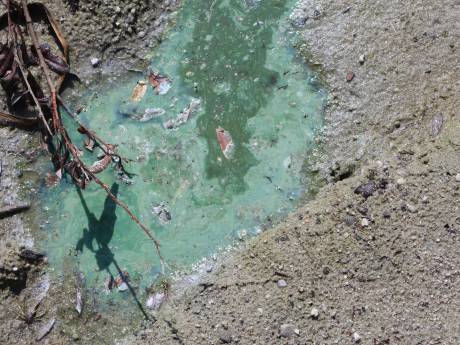 Provincie Gelderland: gevaar blauwalgen in Hambroekplas voorbij