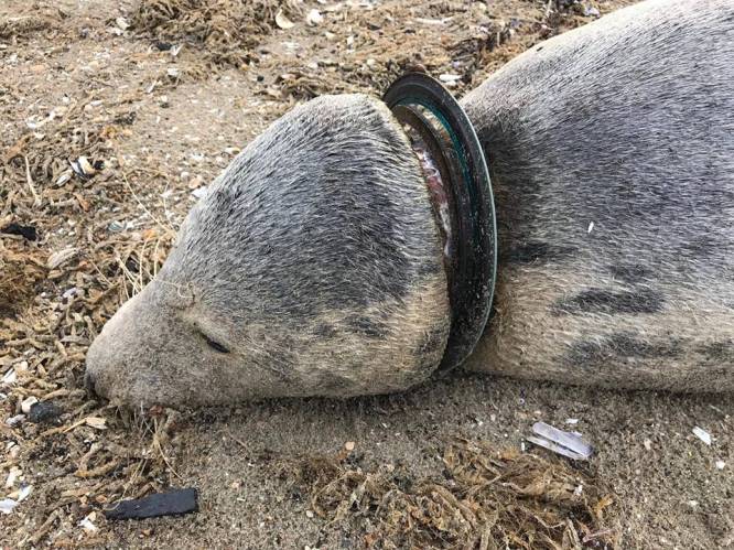 Zeehonden sterven gruwelijke dood in Nederland door zwerfafval