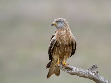 In Losser zagen vogeltellers op één ochtend bijna vijftig rode wouwen overvliegen